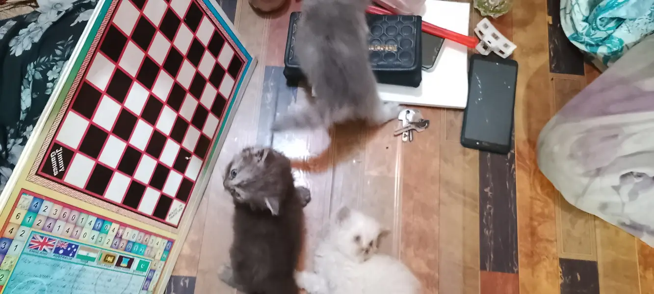 Pure Persian kitten — photo 5