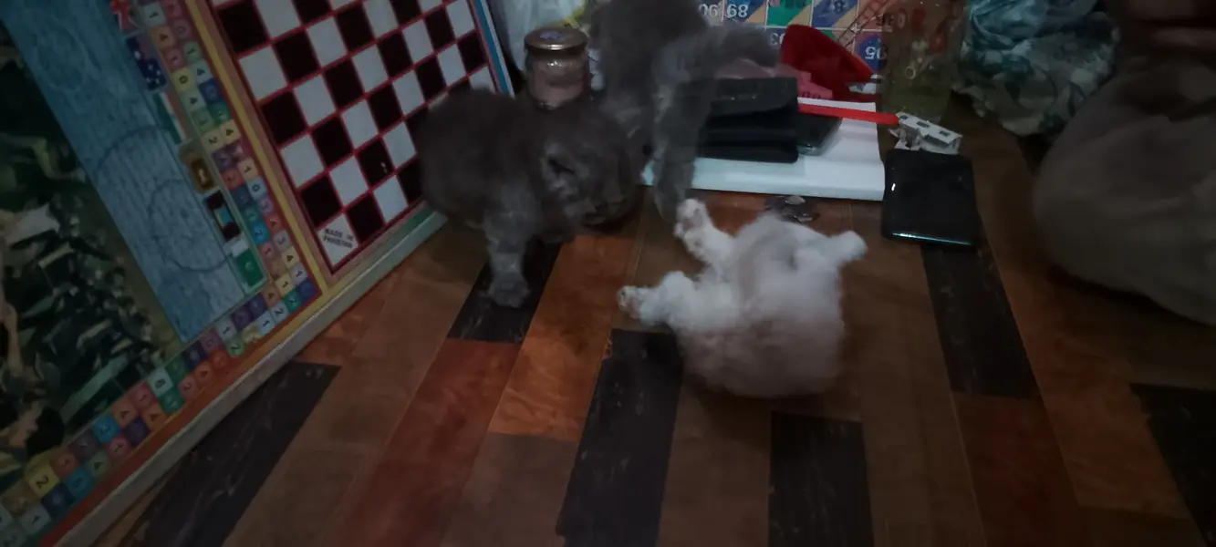 Pure Persian kitten — photo 6