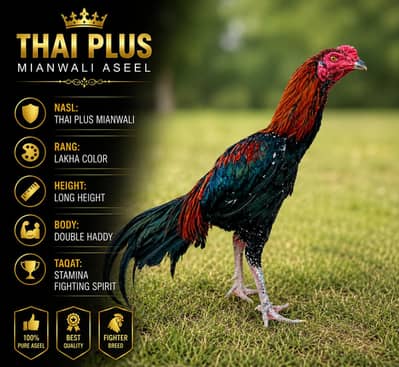 aseel thai pluse mianwali