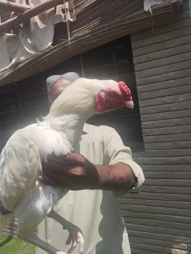 aseel heera — photo 7