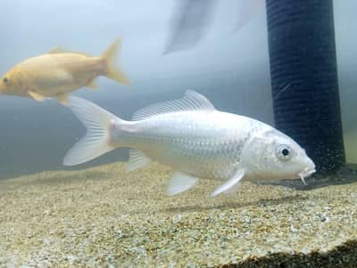 Blue line shark for sell