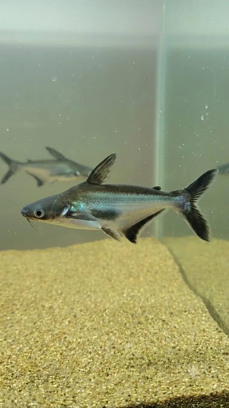 Blue line shark for sell — photo 2