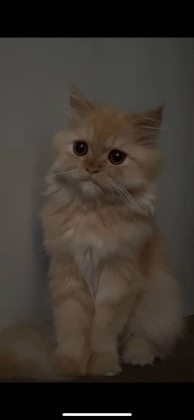 Playful 1-Year-Old Persian Cat (Male) – Looking for a New Home