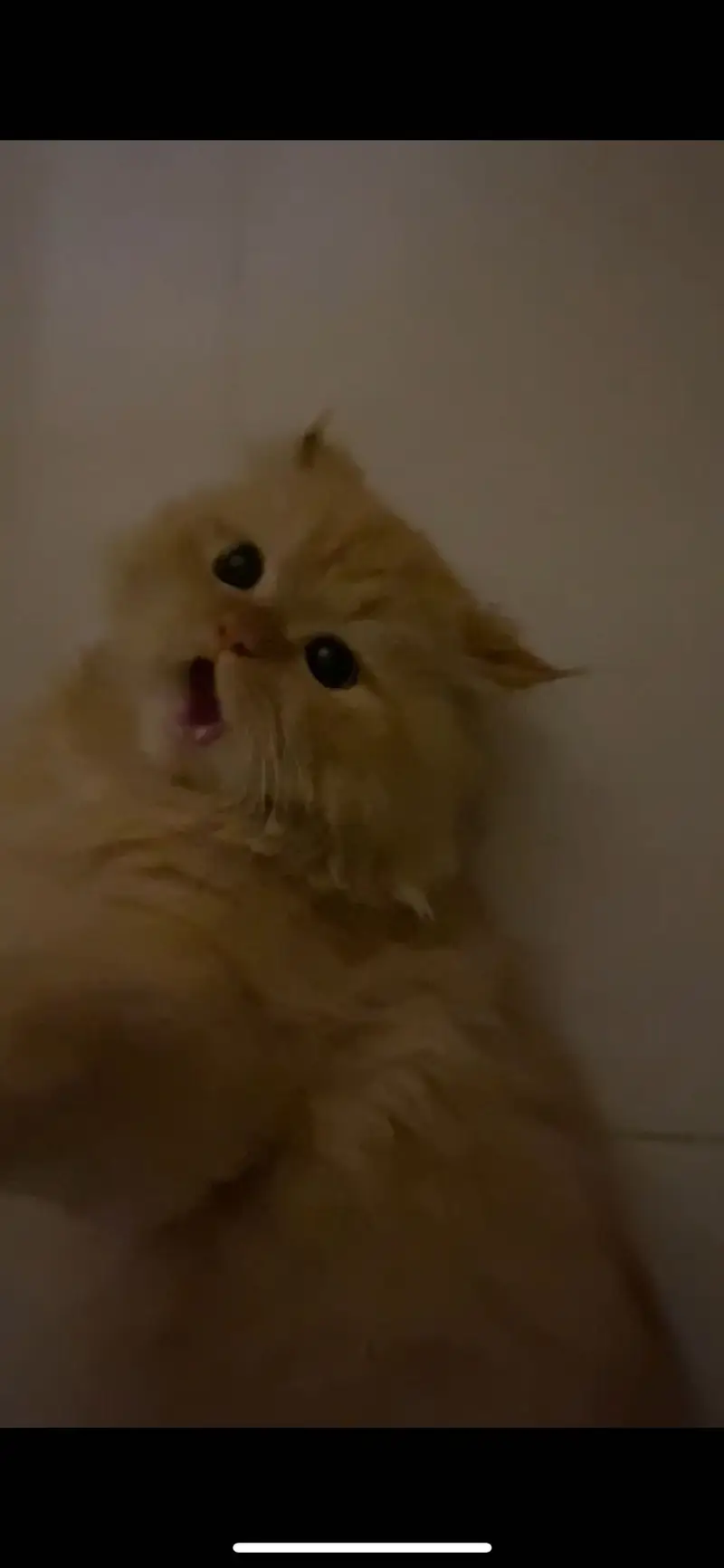 Playful Persian Cat (Male) – Looking for a New Home — photo 2