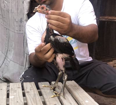 Vati purity apka samna ha lana wala rabta Kara