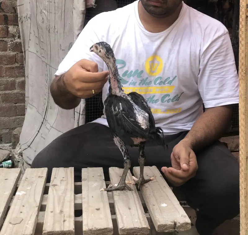 Vati purity apka samna ha lana wala rabta Kara — photo 2