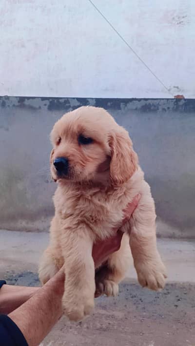 Golden Retriever  female puppies