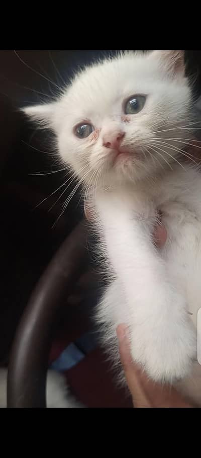 Persian kittens
