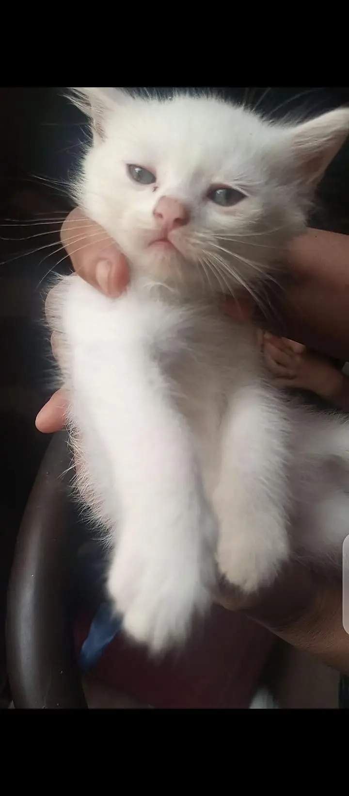 Persian kittens — photo 2