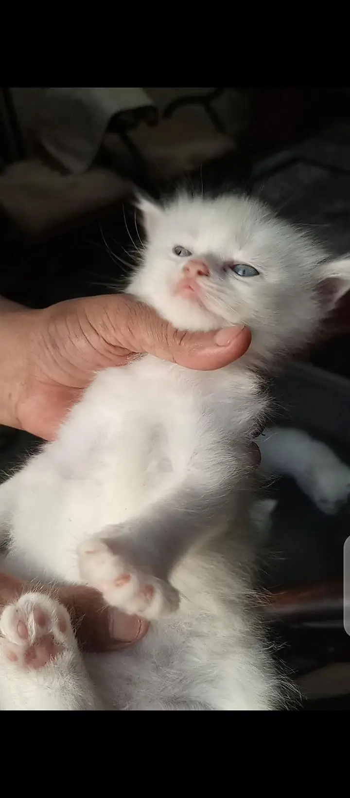 Persian kittens — photo 3