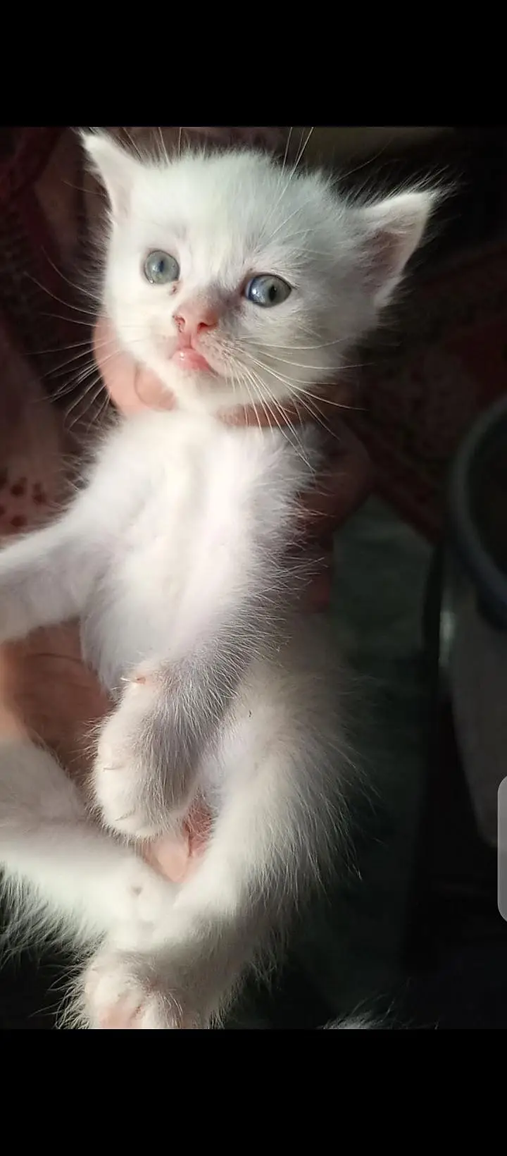Persian kittens — photo 4