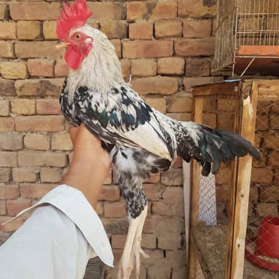 Dandarawi Male for Sale