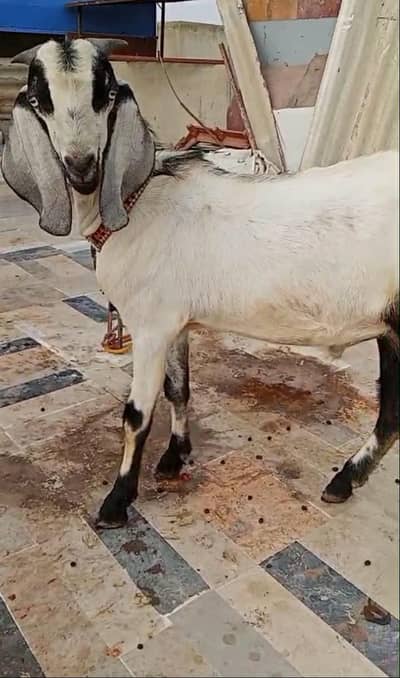 ANDO BAKRA FOR SALE