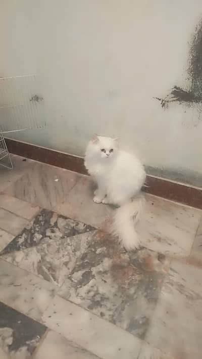 Persian cat female for sale