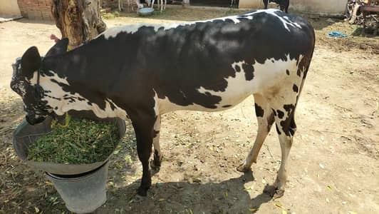 vehr for sale