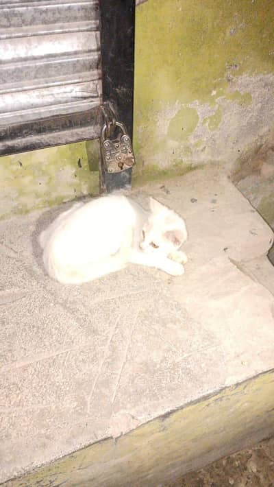 White beautiful Cat