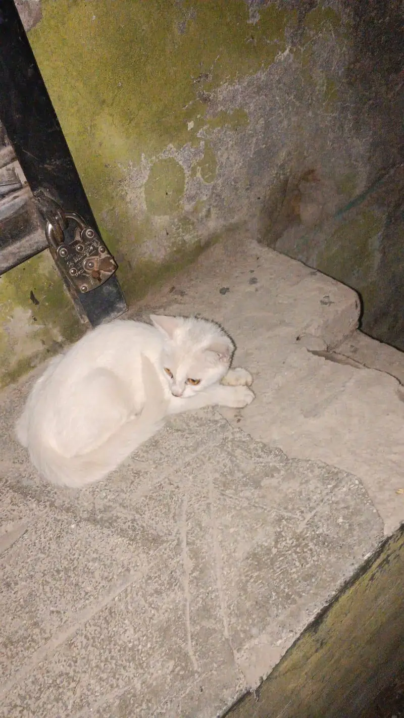 White beautiful Cat — photo 2