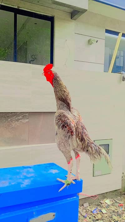 Barmi touch male for sale
