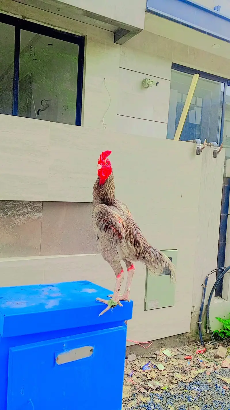 Barmi touch male for sale — photo 4