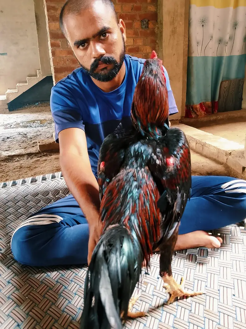 Barmi touch male for sale — photo 6
