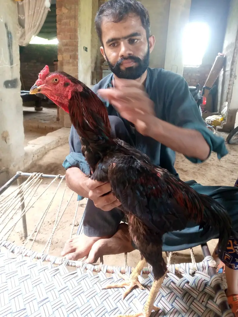 Barmi touch male for sale — photo 8