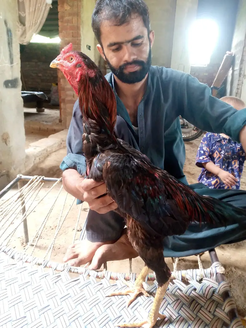 Barmi touch male for sale — photo 9