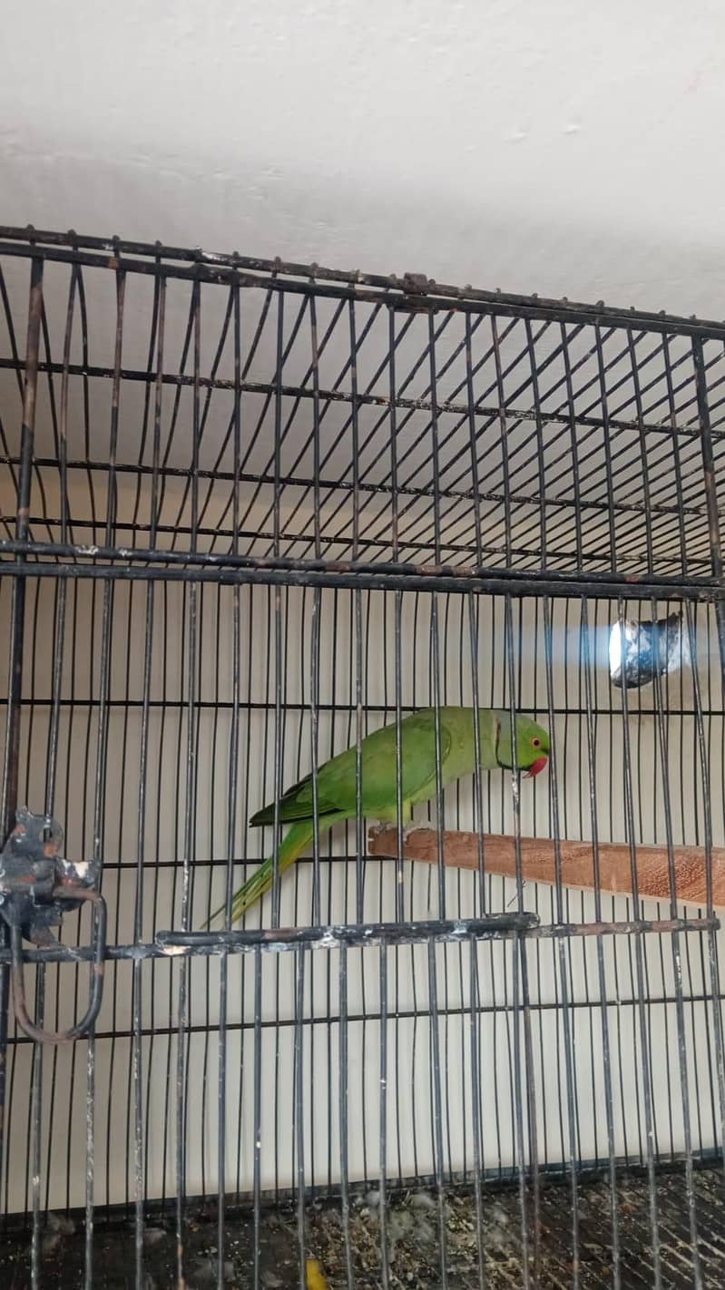 Parrot 1