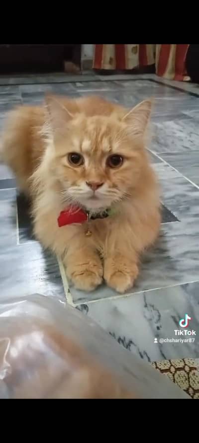 cat Persian