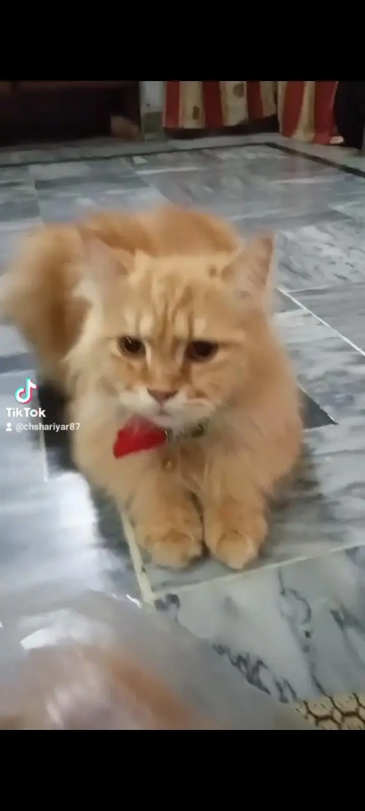cat Persian — photo 2