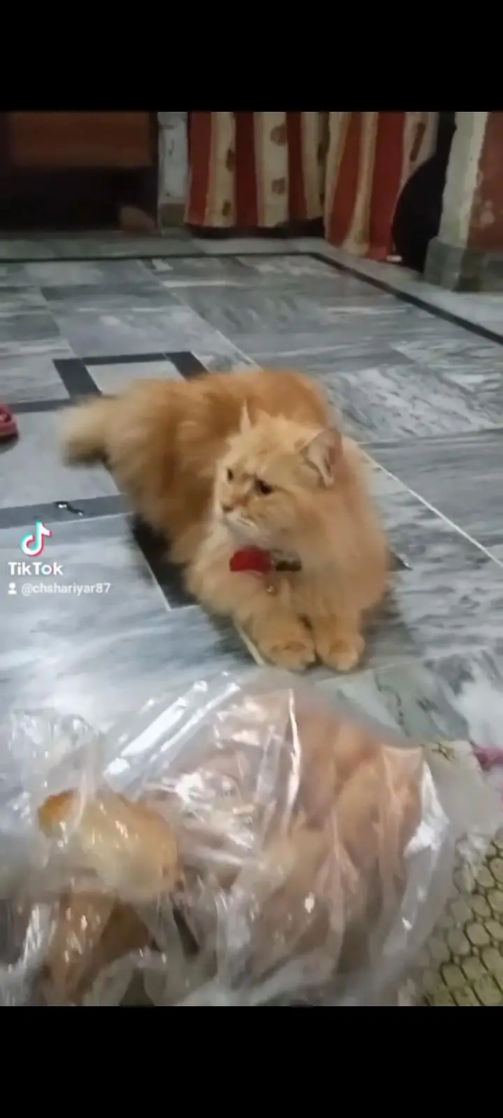 cat Persian — photo 3