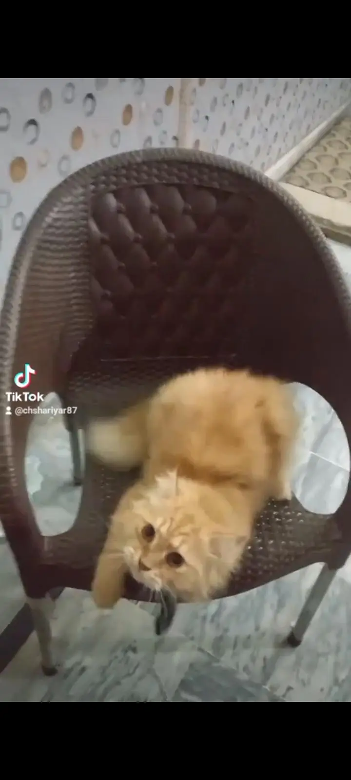 cat Persian — photo 4