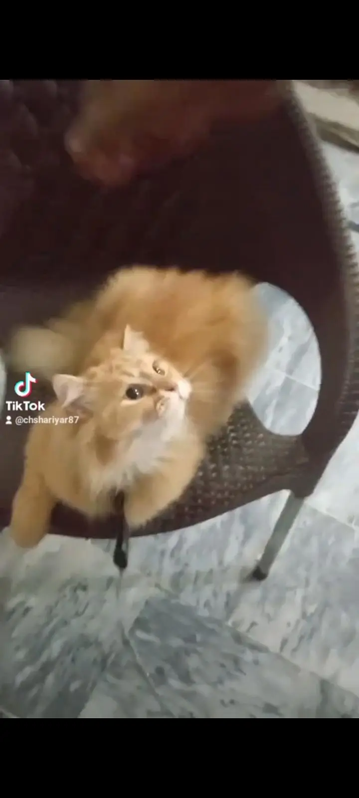 cat Persian — photo 5