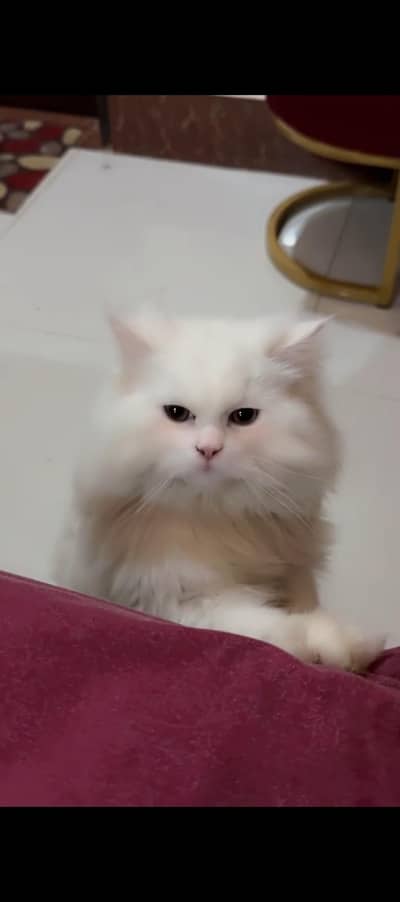 Percian cat