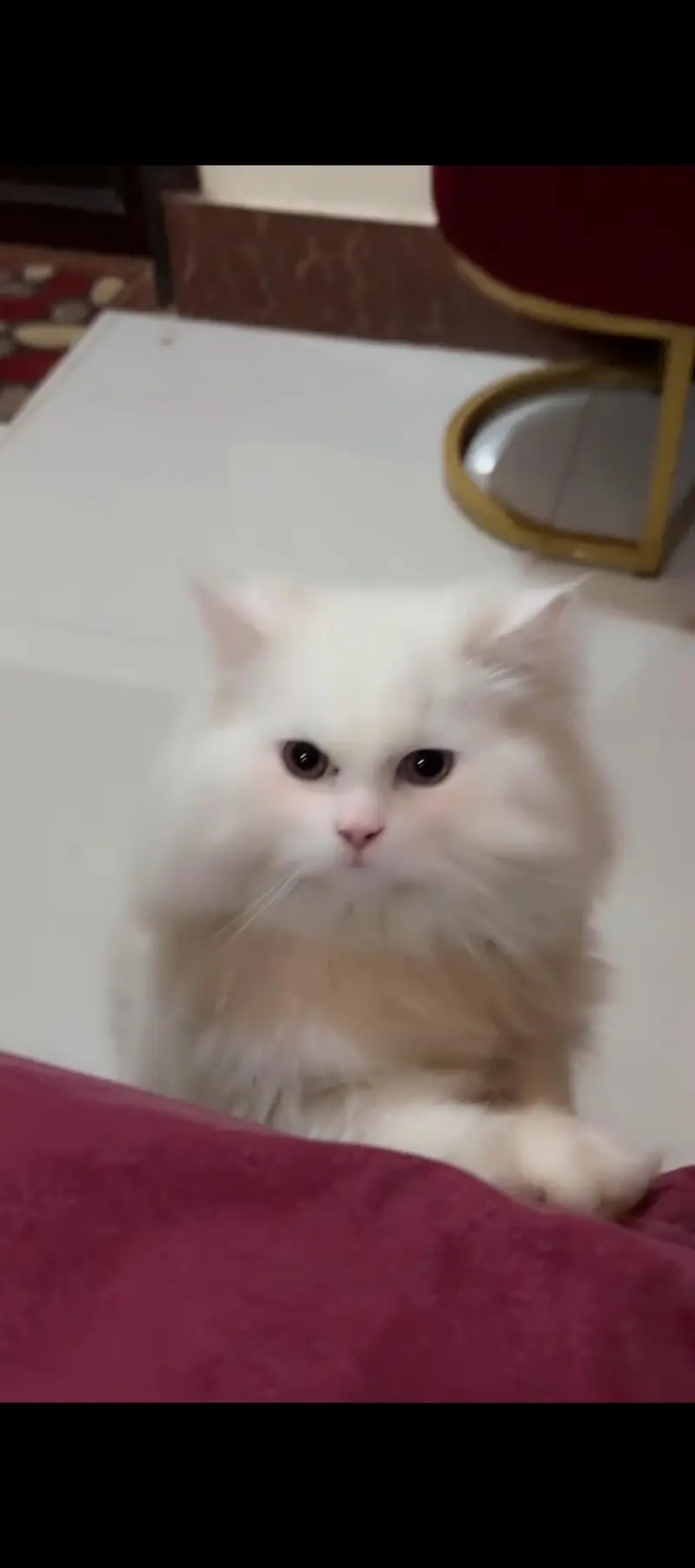 Percian cat — photo 2