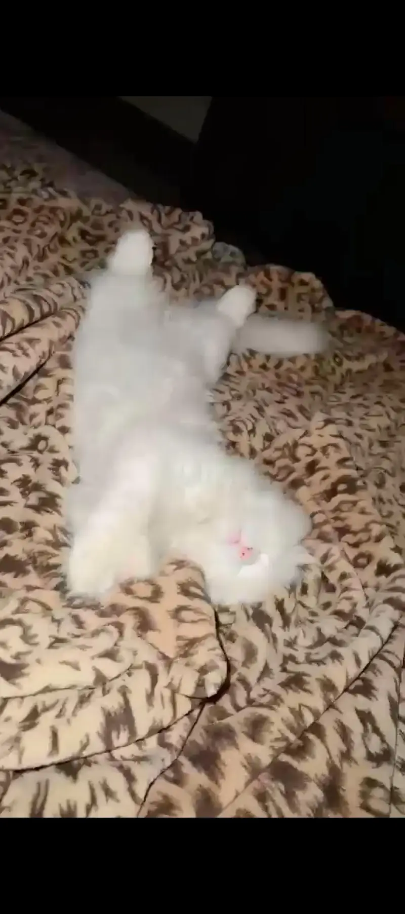 Percian cat — photo 3