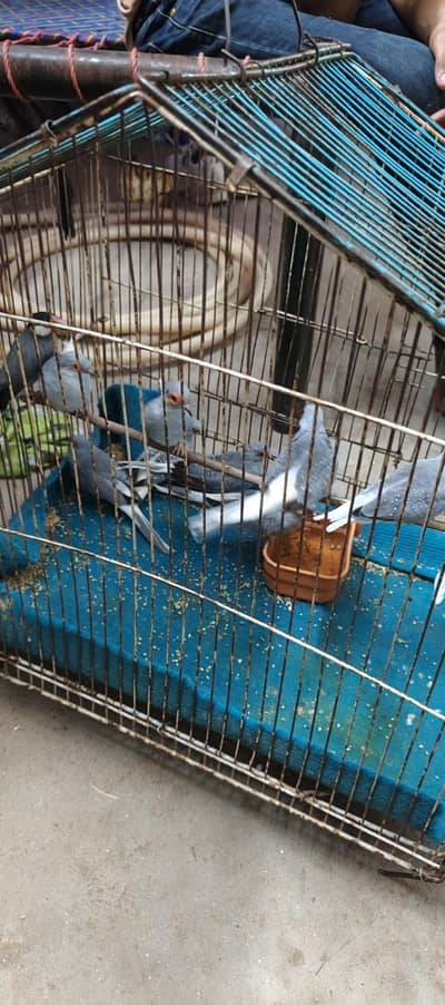 china dove 