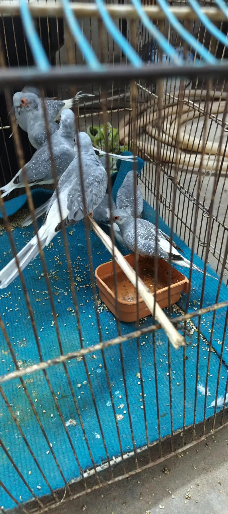 china dove  — photo 2