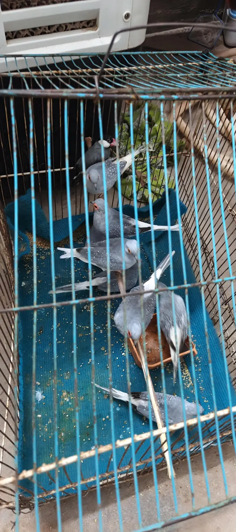 china dove  — photo 3