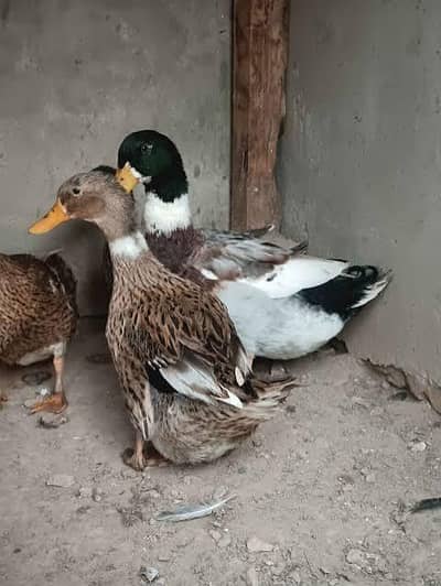 Ducks