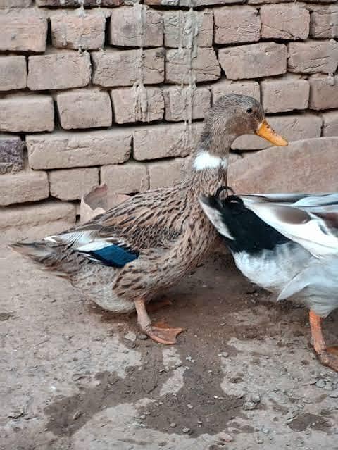 Ducks 1
