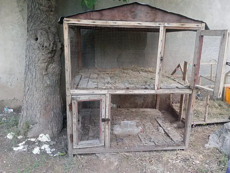 aseel cage — photo 3