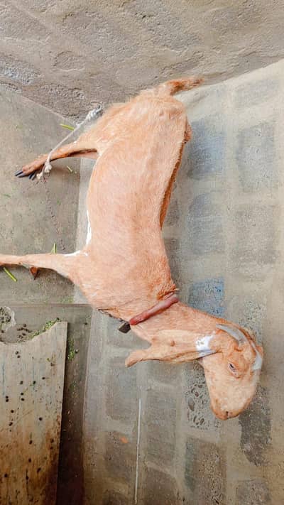 Bakri Makha Cheeni