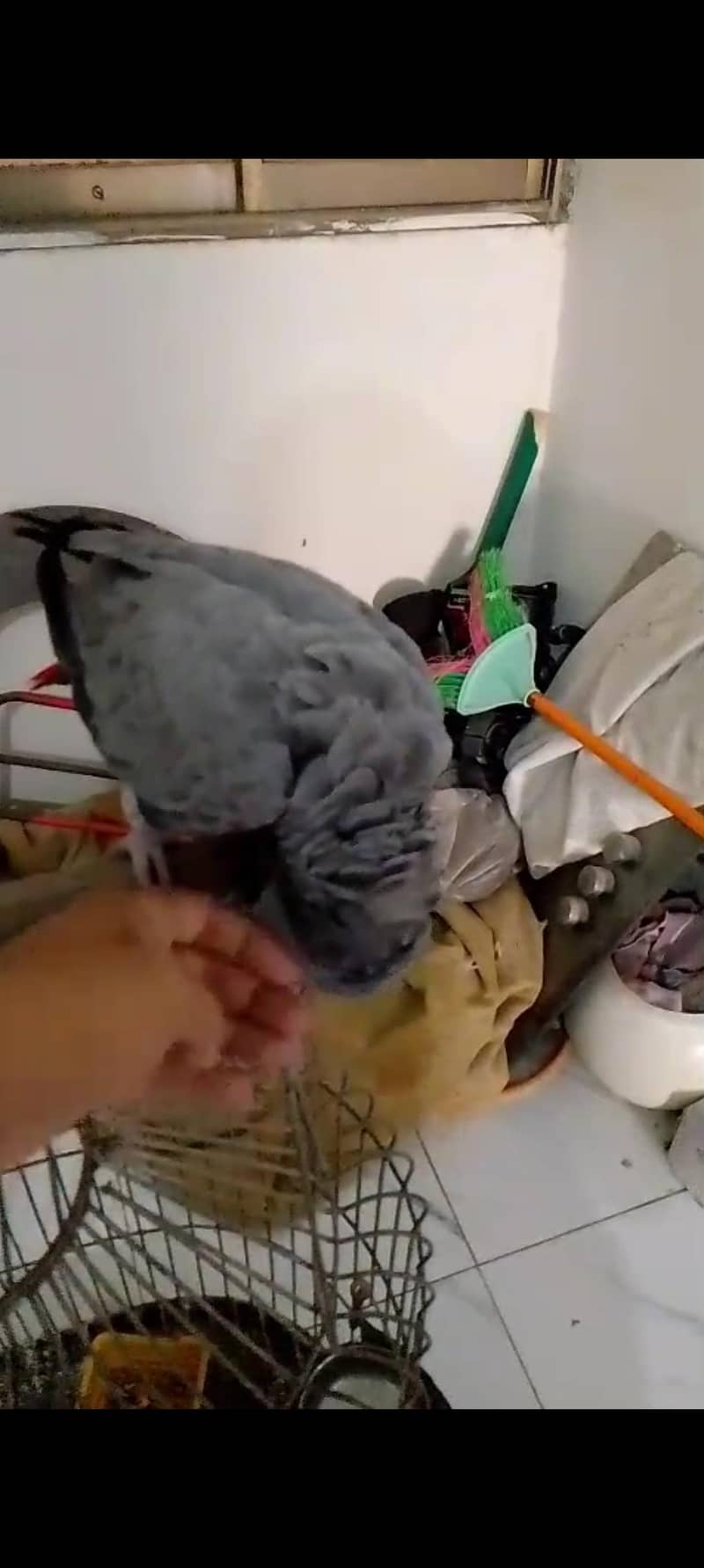 Gray Parrot 0