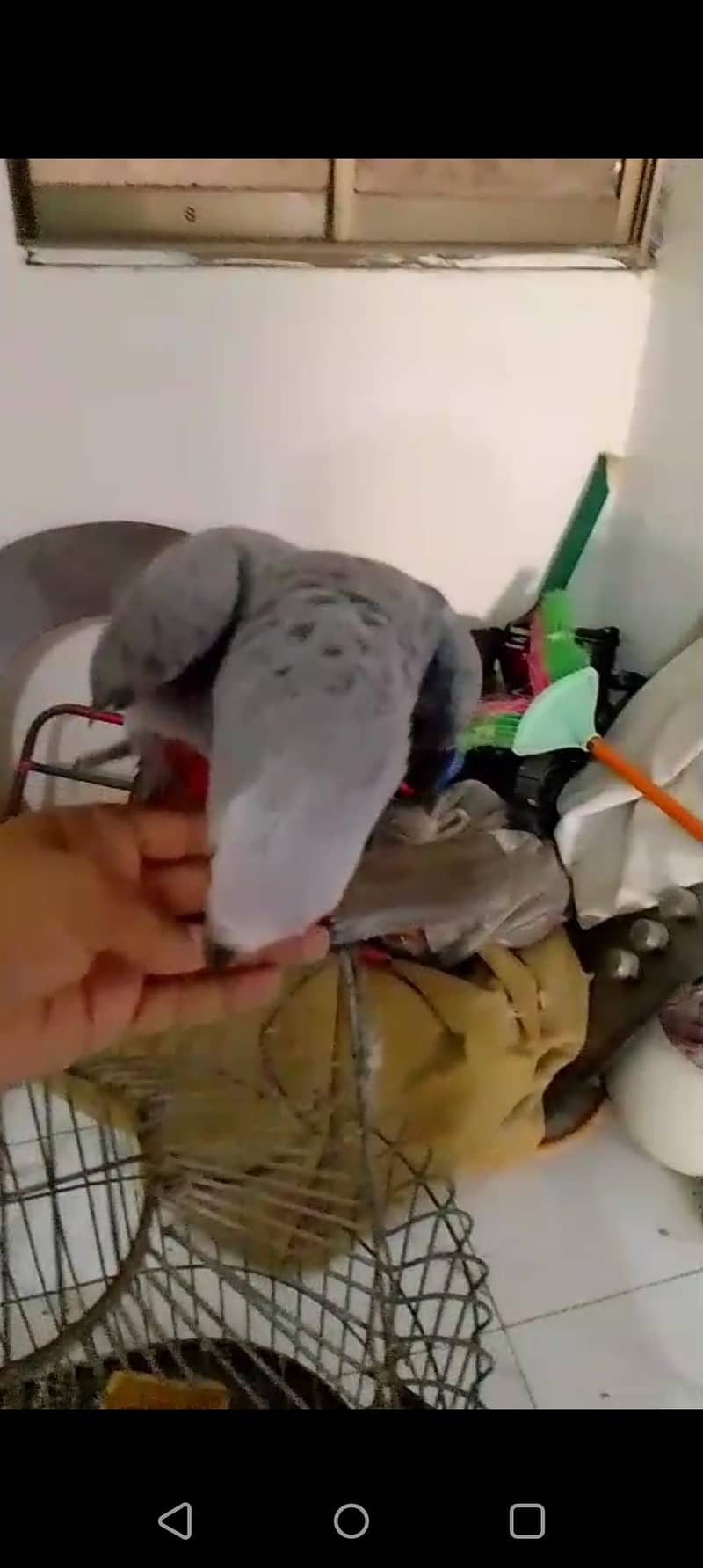 Gray Parrot 1