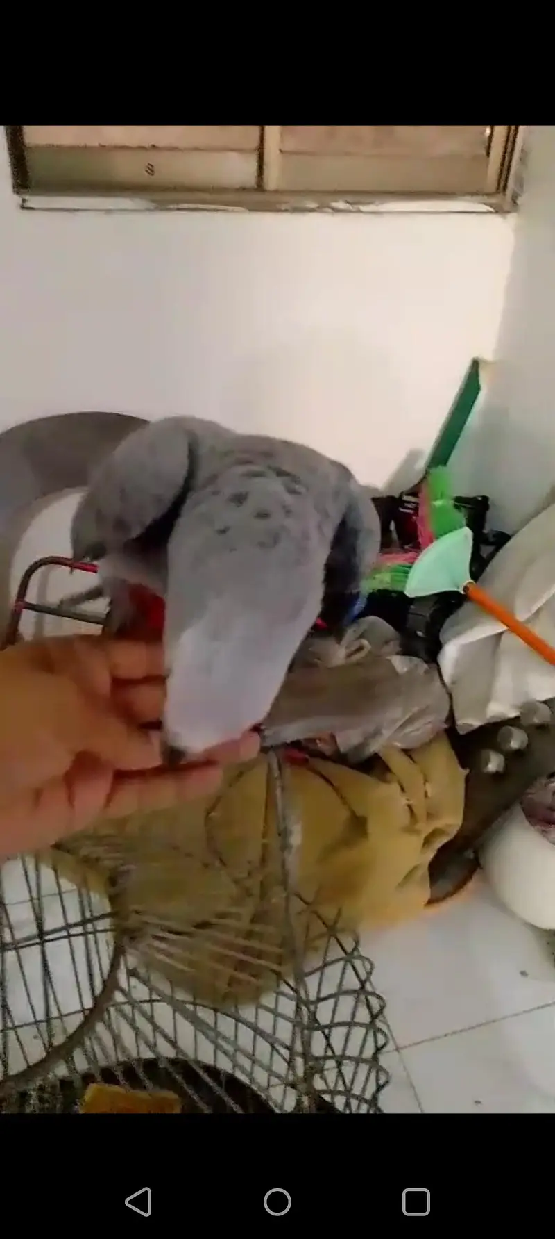 Gray Parrot — photo 2