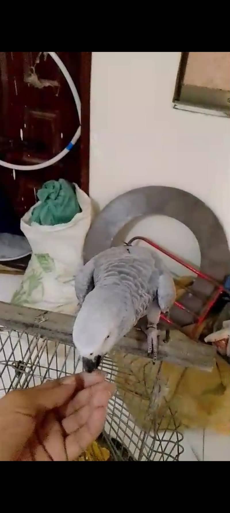 Gray Parrot 2