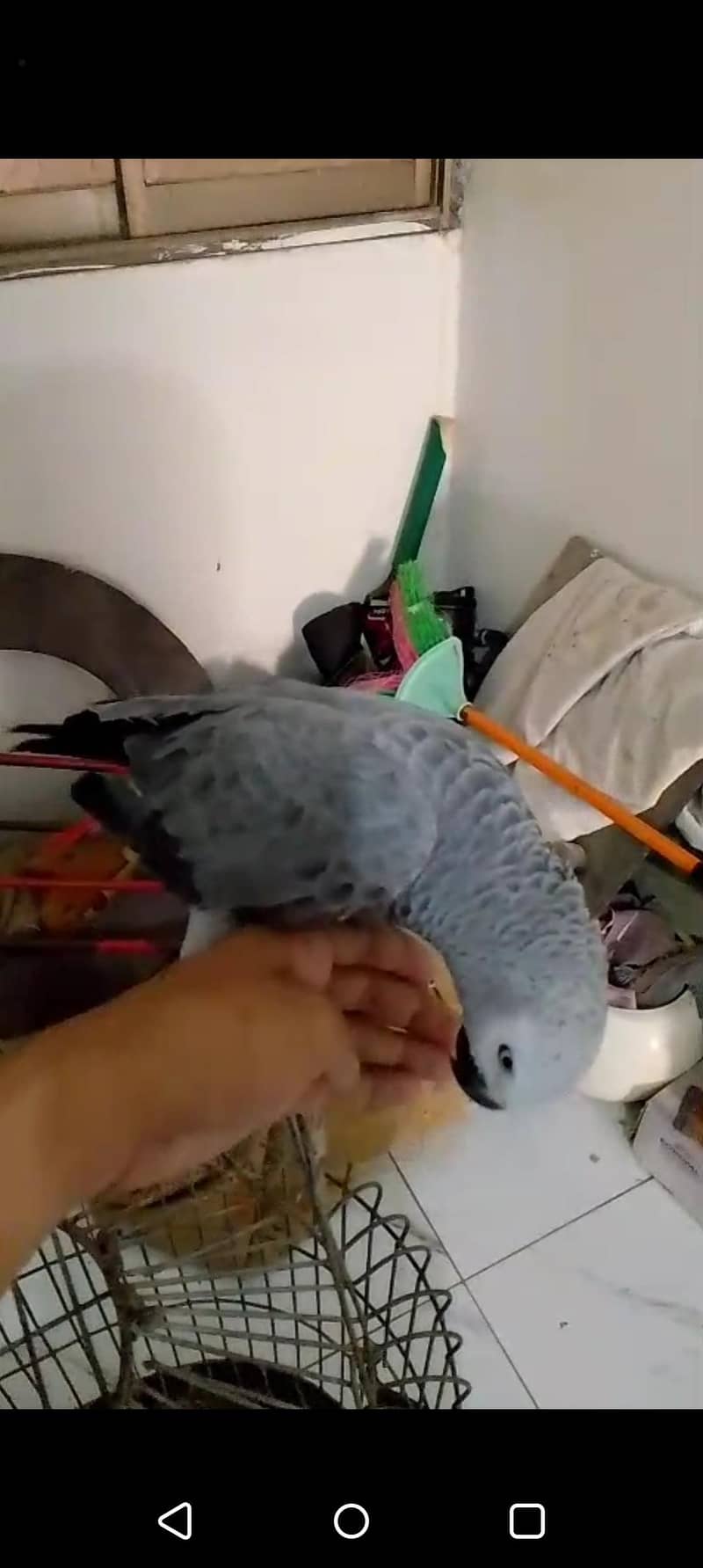 Gray Parrot 3