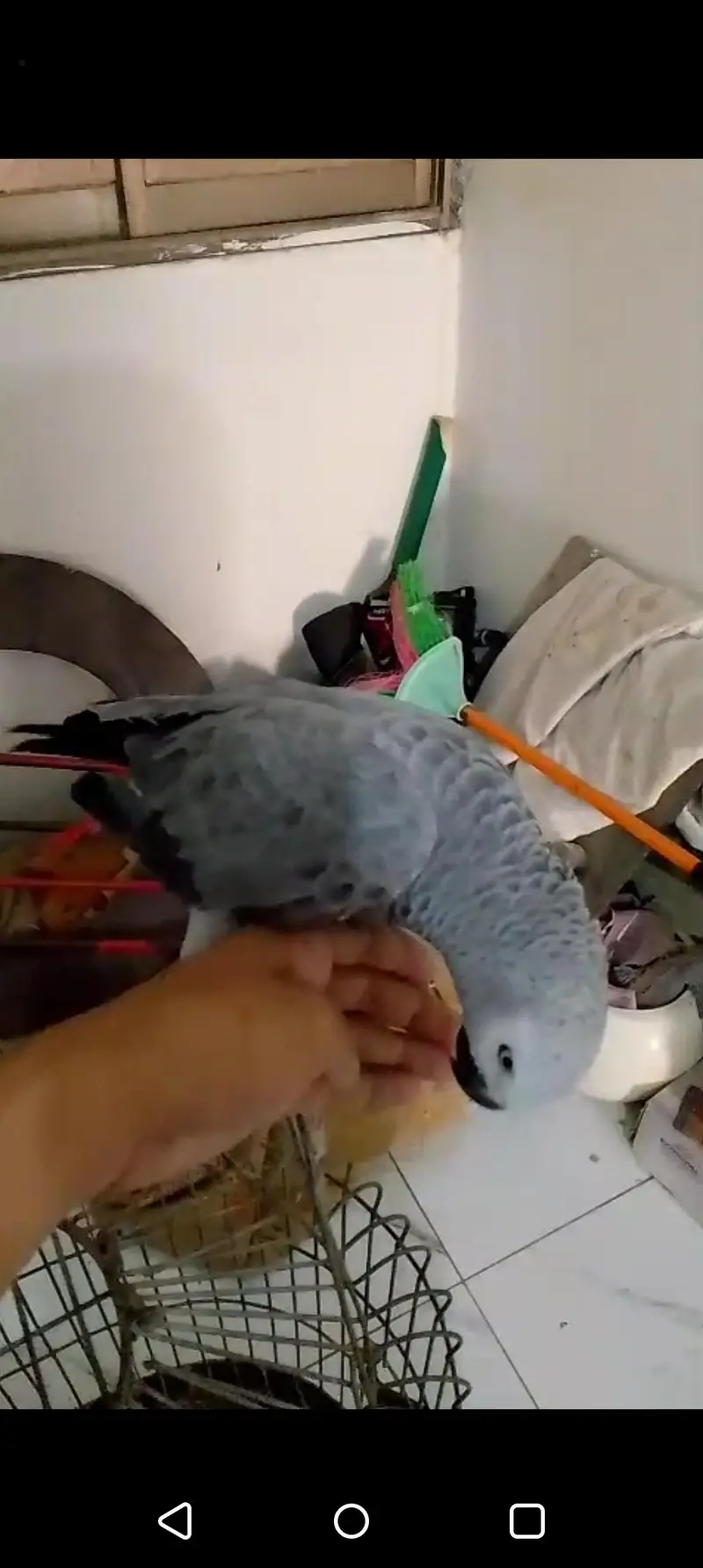 Gray Parrot — photo 4