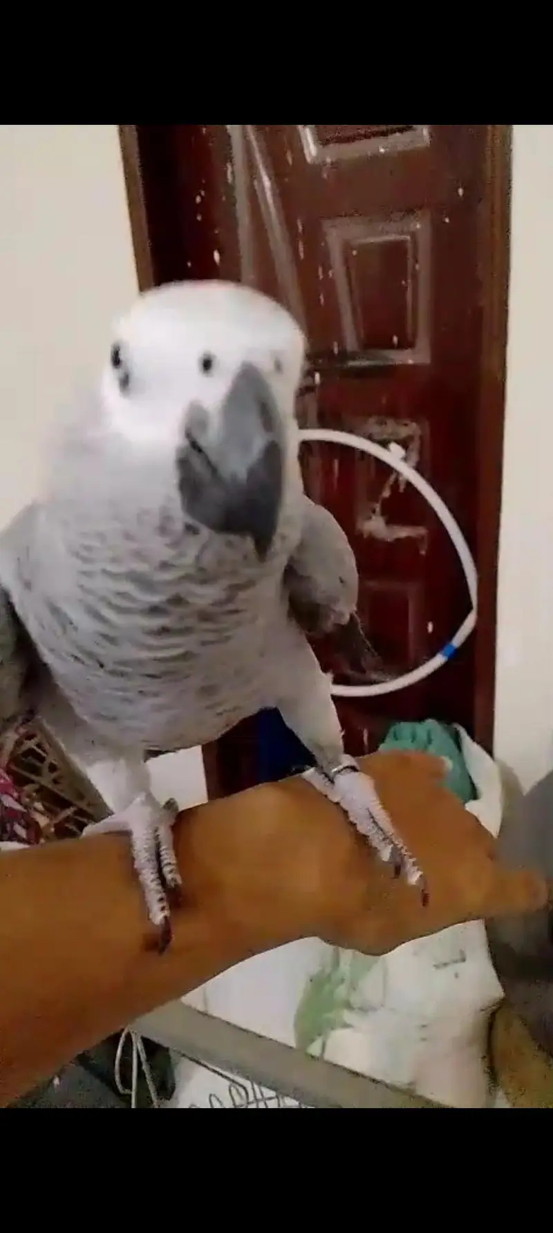 Gray Parrot — photo 5