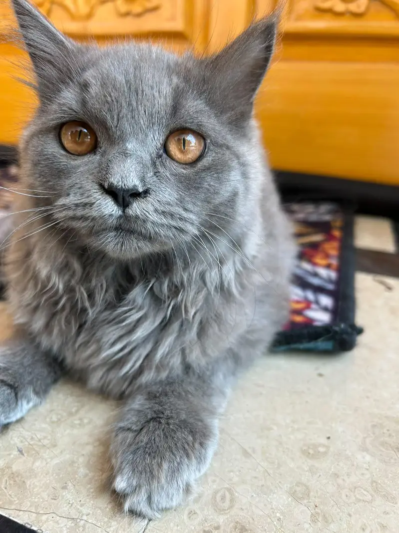 cat for sale — photo 4